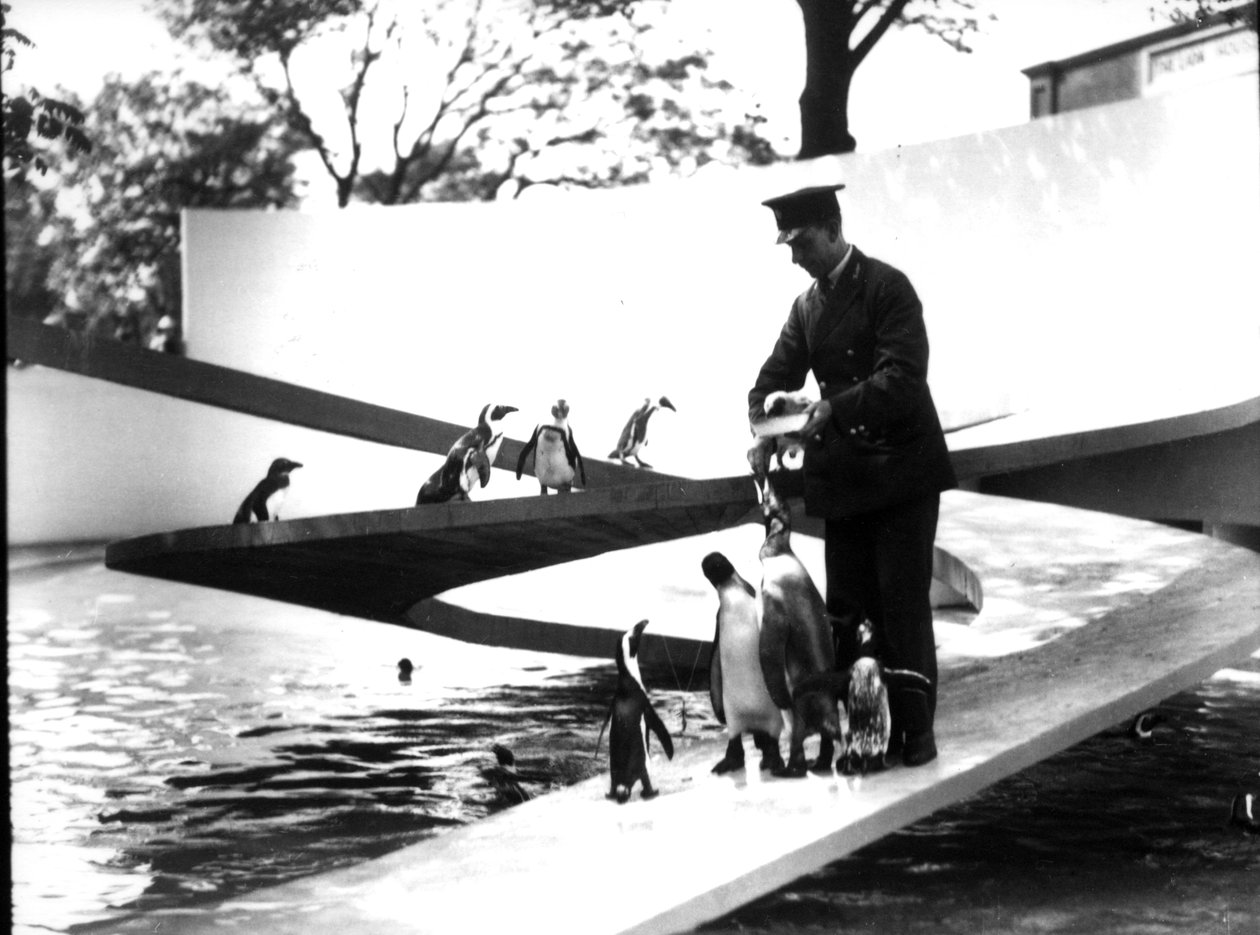 Lubetkin Penguin Pool，1934年1月 作者 弗雷德里克·威廉·邦德
