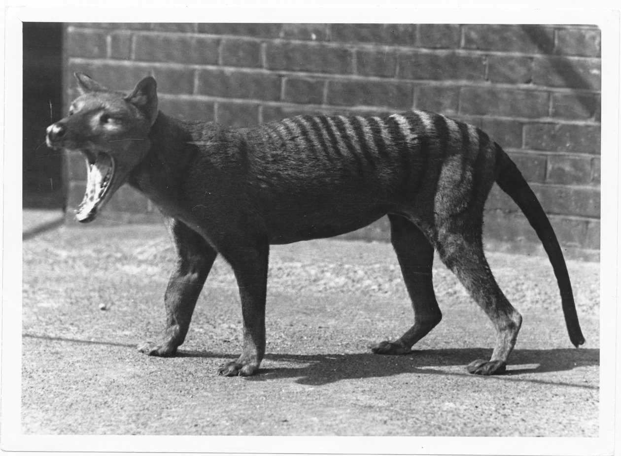 现在已经灭绝的塔斯马尼亚虎，或者Thylacine，1914年 作者 弗雷德里克·威廉·邦德