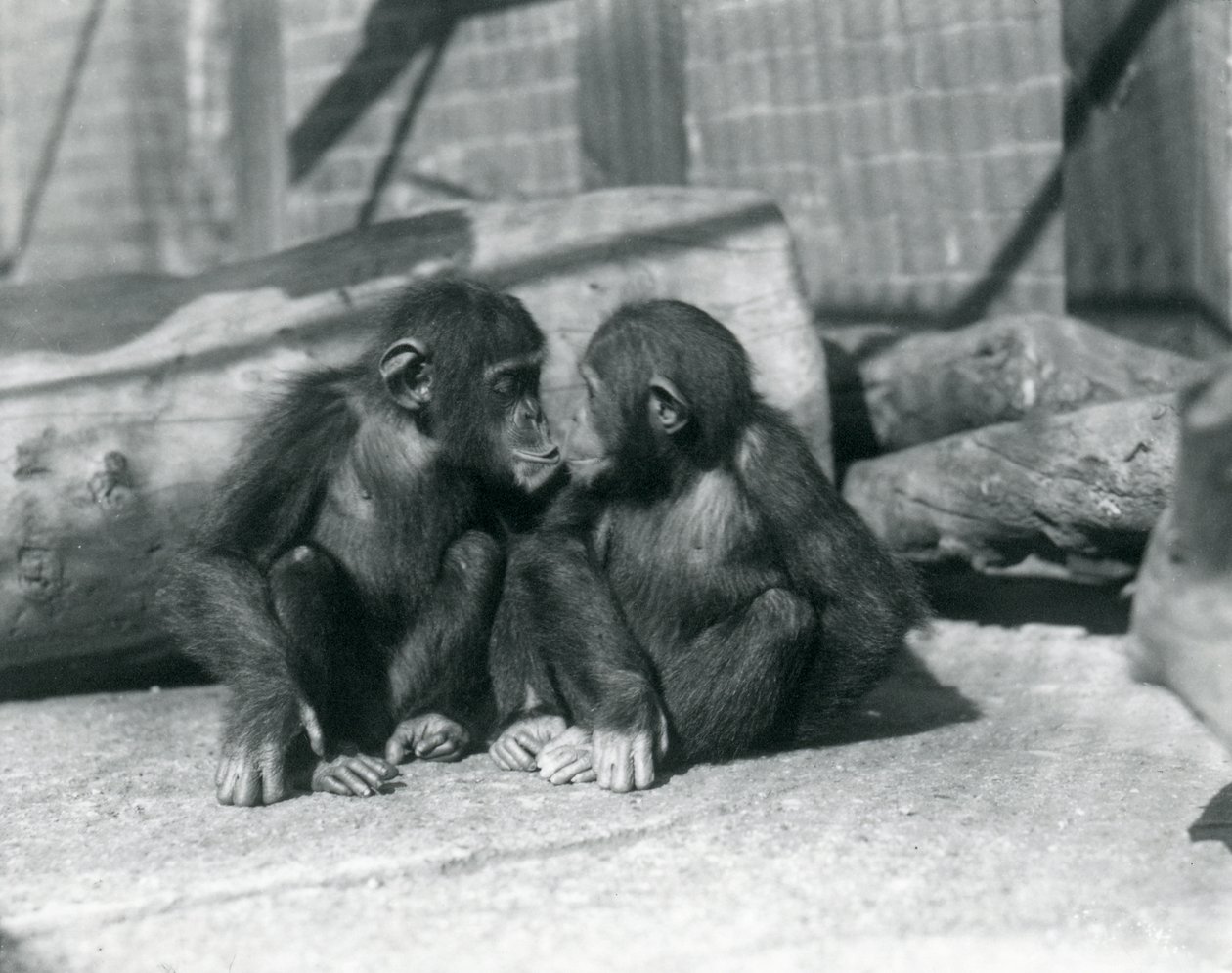 两个年轻的黑猩猩，Boo boo和Bibi，Kiss。伦敦动物园，1927年9月 作者 弗雷德里克·威廉·邦德