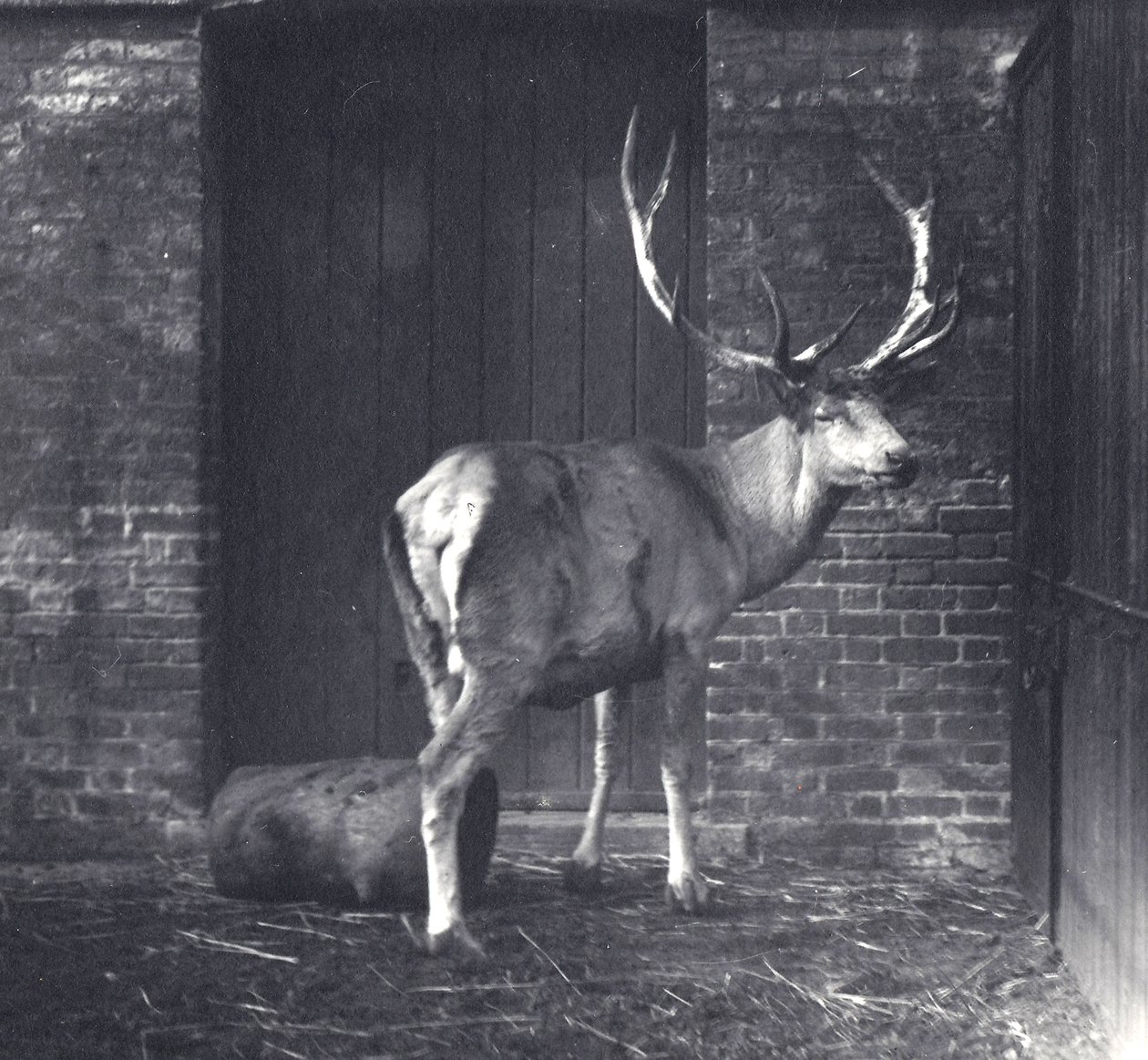 Wallich的鹿，也被称为Shou，Central Asian或Tibetan Red Deer，于1917年12月在伦敦动物园举行 作者 弗雷德里克·威廉·邦德