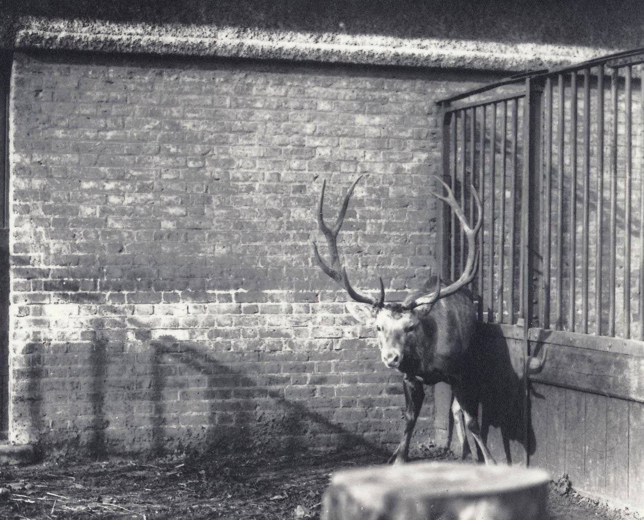 Wallich的鹿，也被称为Shou，Central Asian或Tibetan Red Deer，于1917年12月在伦敦动物园举行 作者 弗雷德里克·威廉·邦德