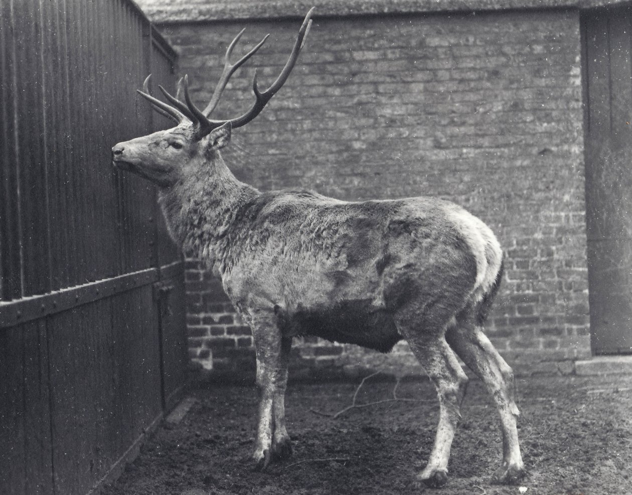 1916年，Wallich的鹿，也被称为Shou，Central Asian或Tibetan Red Deer，位于伦敦动物园 作者 弗雷德里克·威廉·邦德