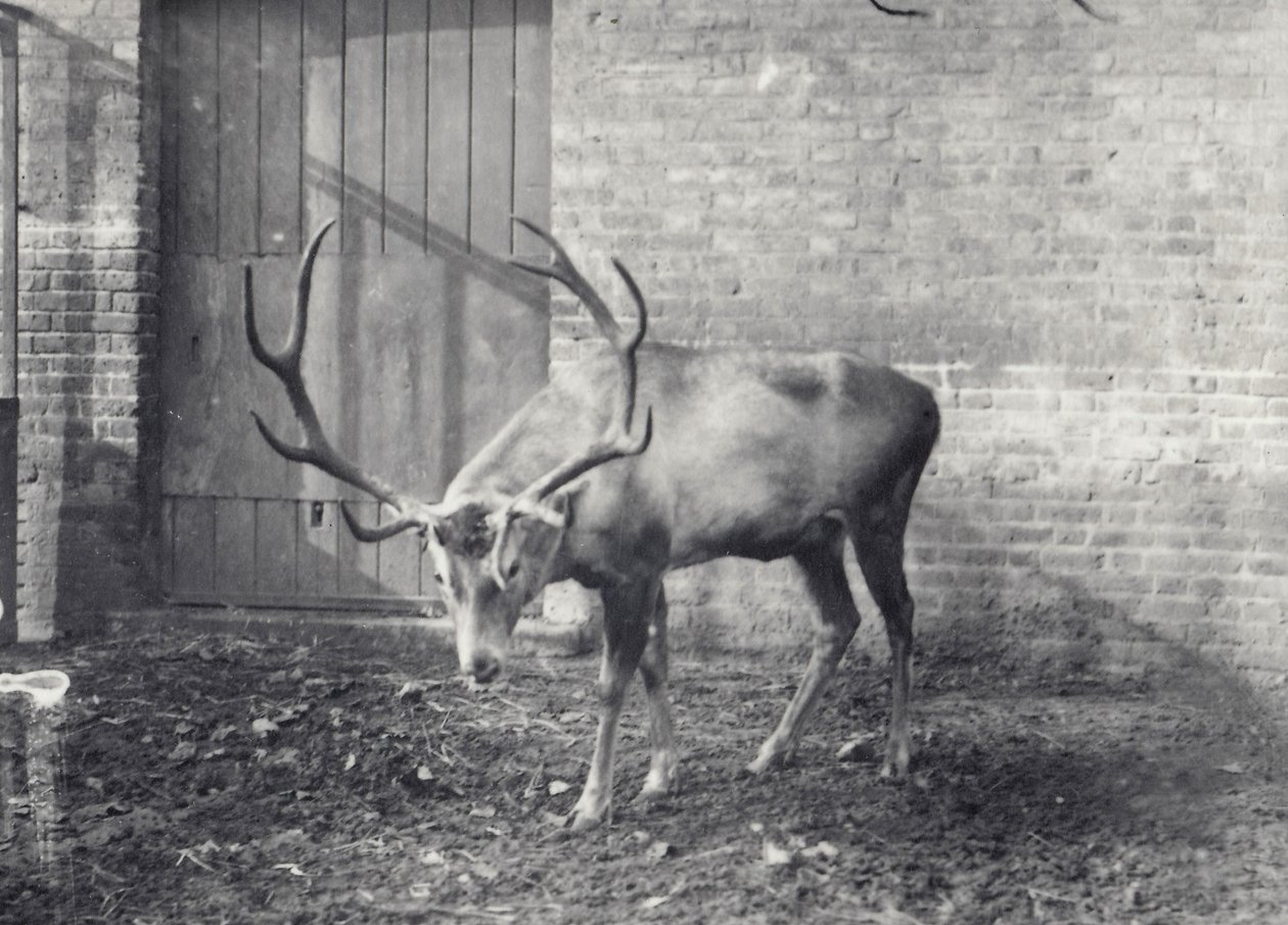 Wallich的鹿，也被称为Shou，Central Asian或Tibetan Red Deer，于1917年12月在伦敦动物园举行 作者 弗雷德里克·威廉·邦德