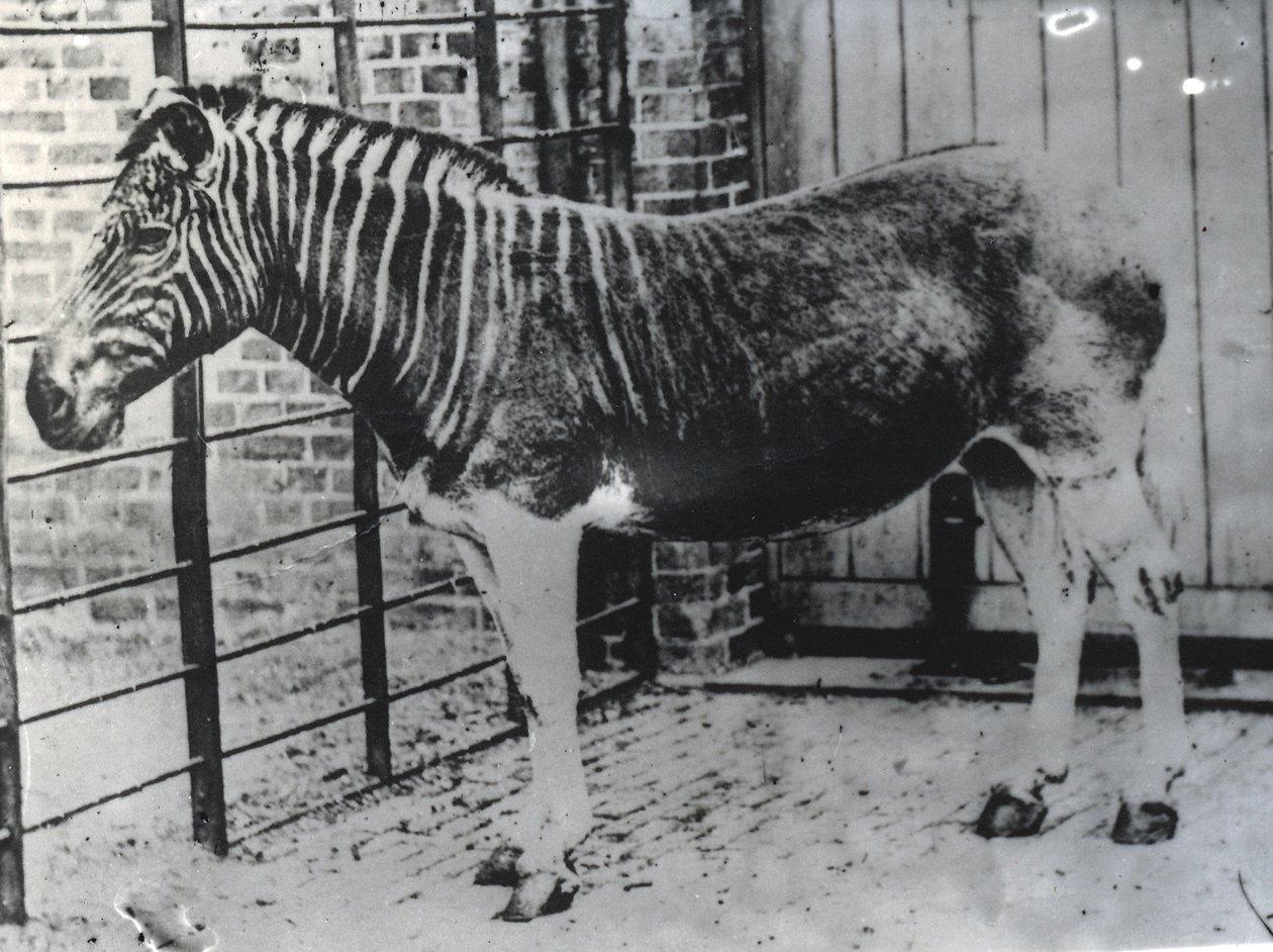 ZSL伦敦动物园的Quagga，可能是1870年夏天（bw照片） 作者 弗雷德里克·约克