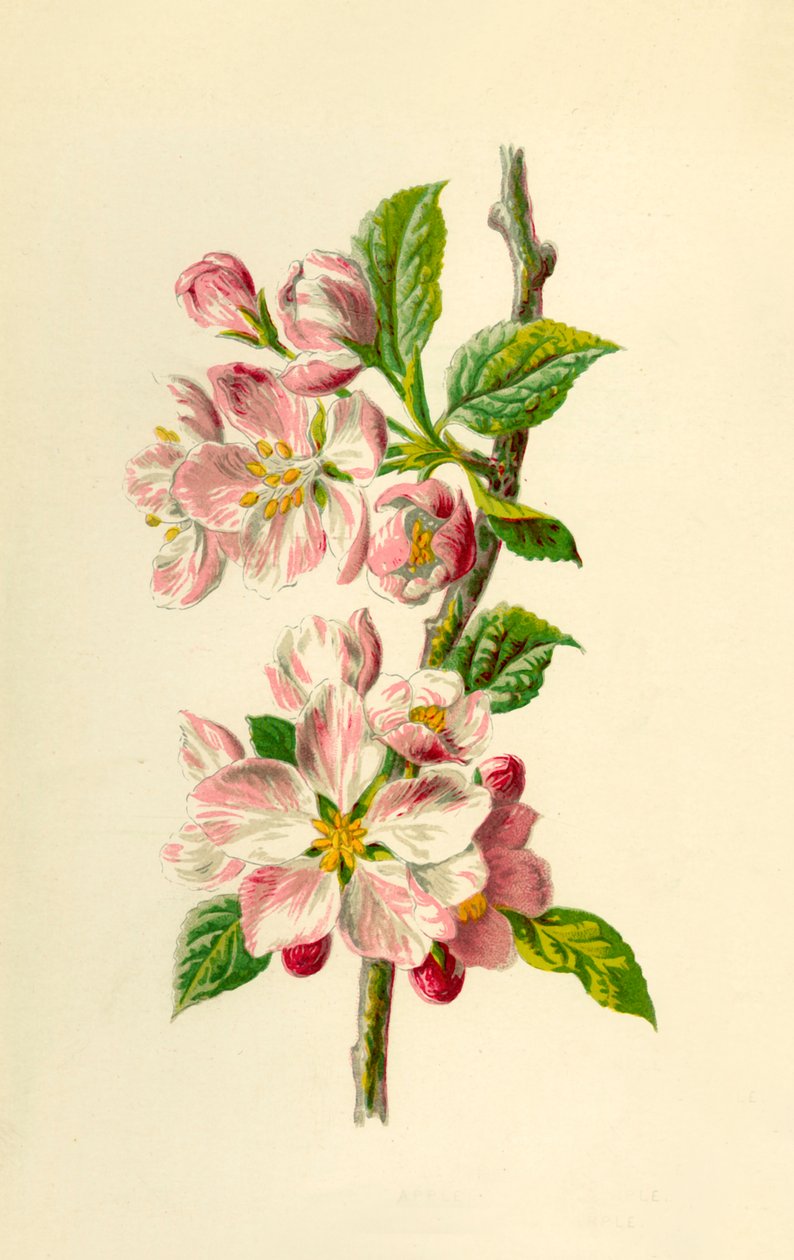 苹果，1877年。 作者 弗雷德里克·爱德华·赫尔姆
