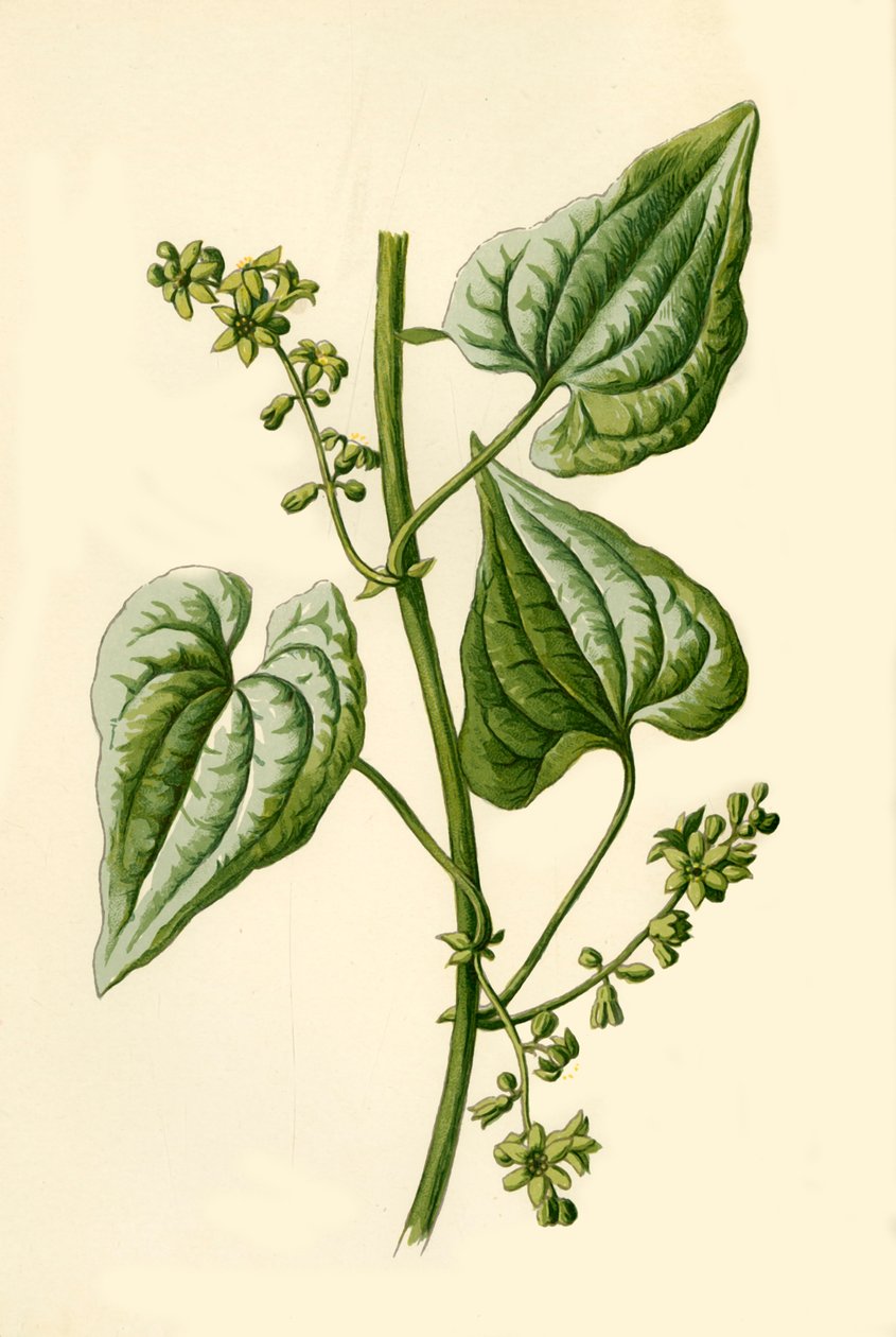布莱克·布莱尼（Black Bryony），1877年。 作者 弗雷德里克·爱德华·赫尔姆