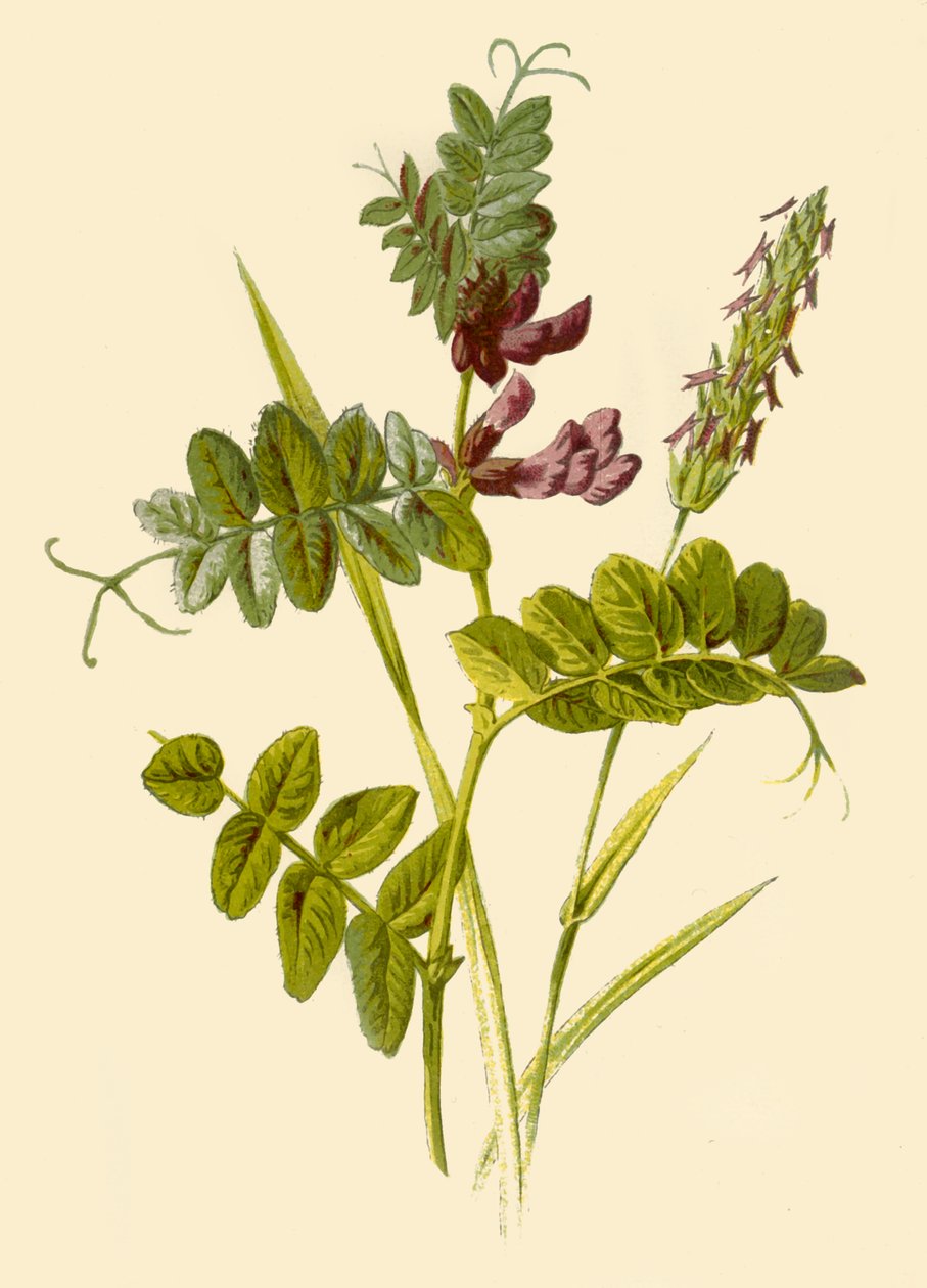 Bush-Vetch和甜香的春草，1877年。 作者 弗雷德里克·爱德华·赫尔姆
