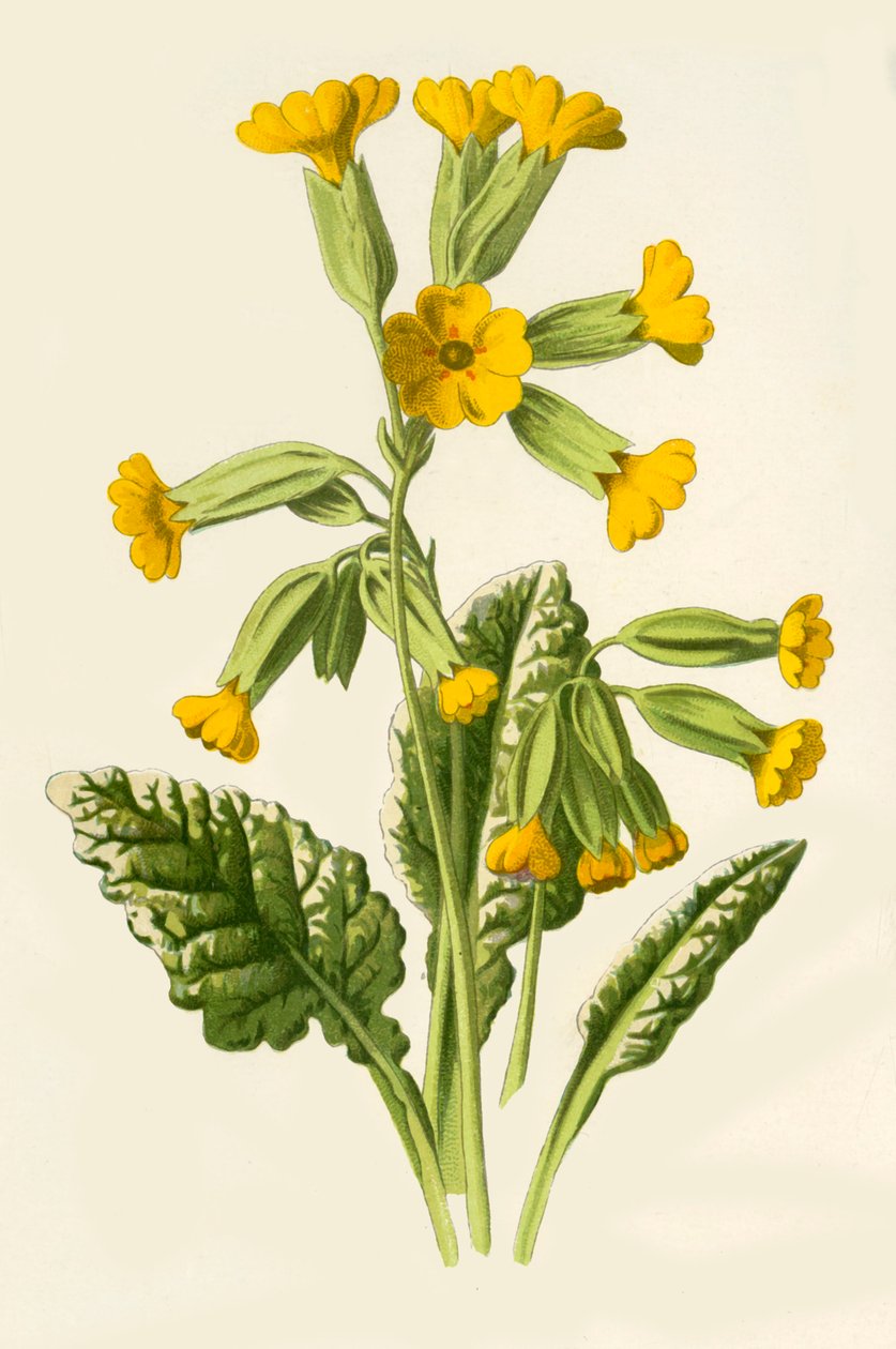 考斯利普（Cowslip），1877年。 作者 弗雷德里克·爱德华·赫尔姆