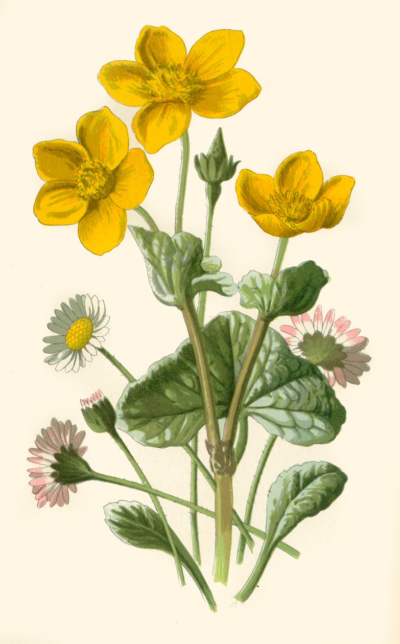 黛西（Daisy）和马什·万寿菊（Marsh-Marigold），1877年。 作者 弗雷德里克·爱德华·赫尔姆