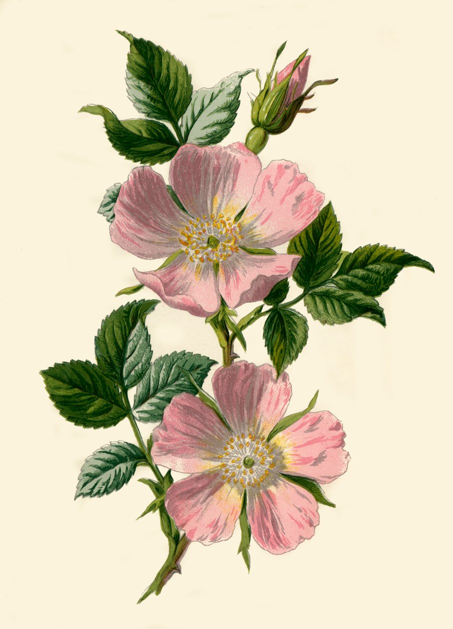 Dog-Rose，1877年。 作者 弗雷德里克·爱德华·赫尔姆