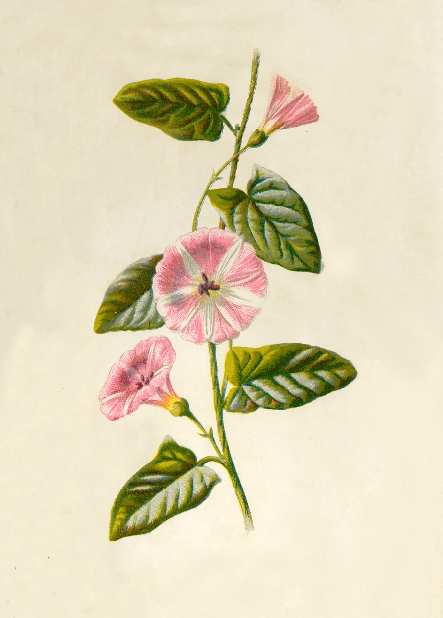 田旋花，1877年。 作者 弗雷德里克·爱德华·赫尔姆