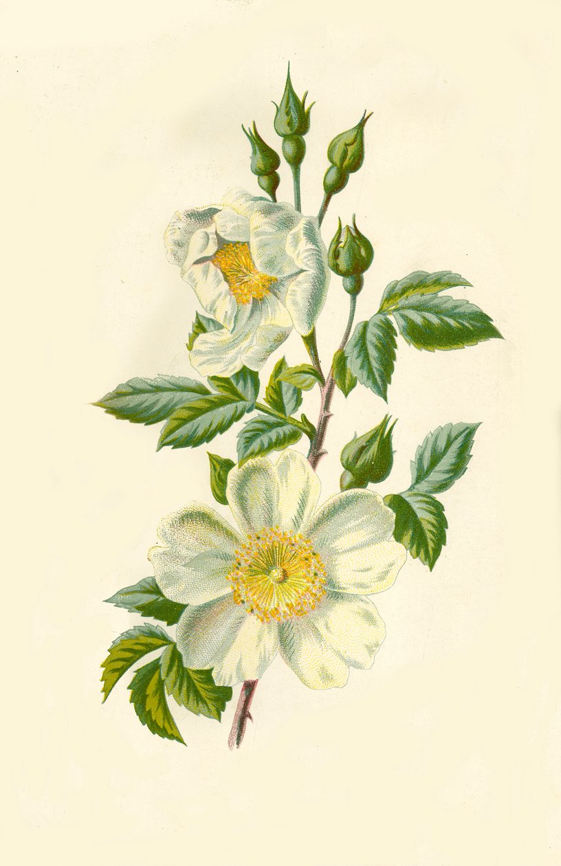 菲尔·罗斯（Field Rose），1877年。 作者 弗雷德里克·爱德华·赫尔姆