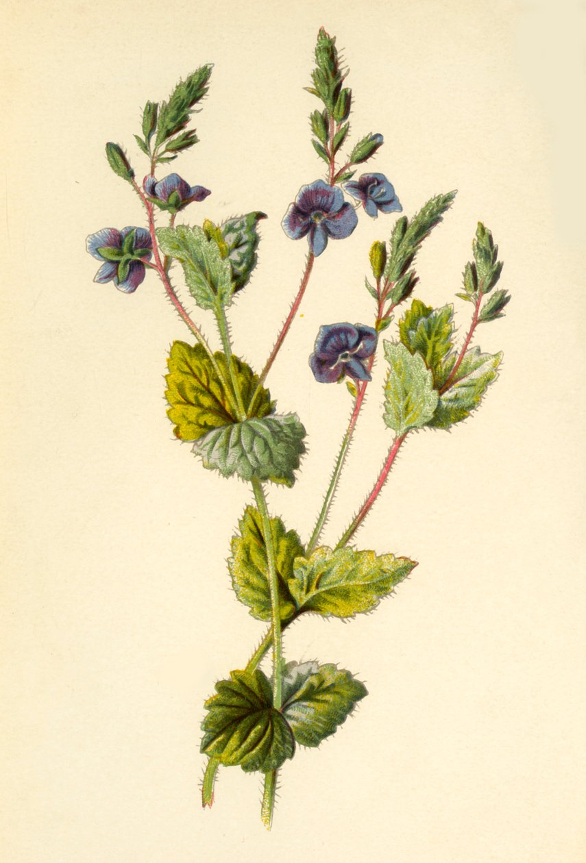 德国人Speedwell，1877年。 作者 弗雷德里克·爱德华·赫尔姆