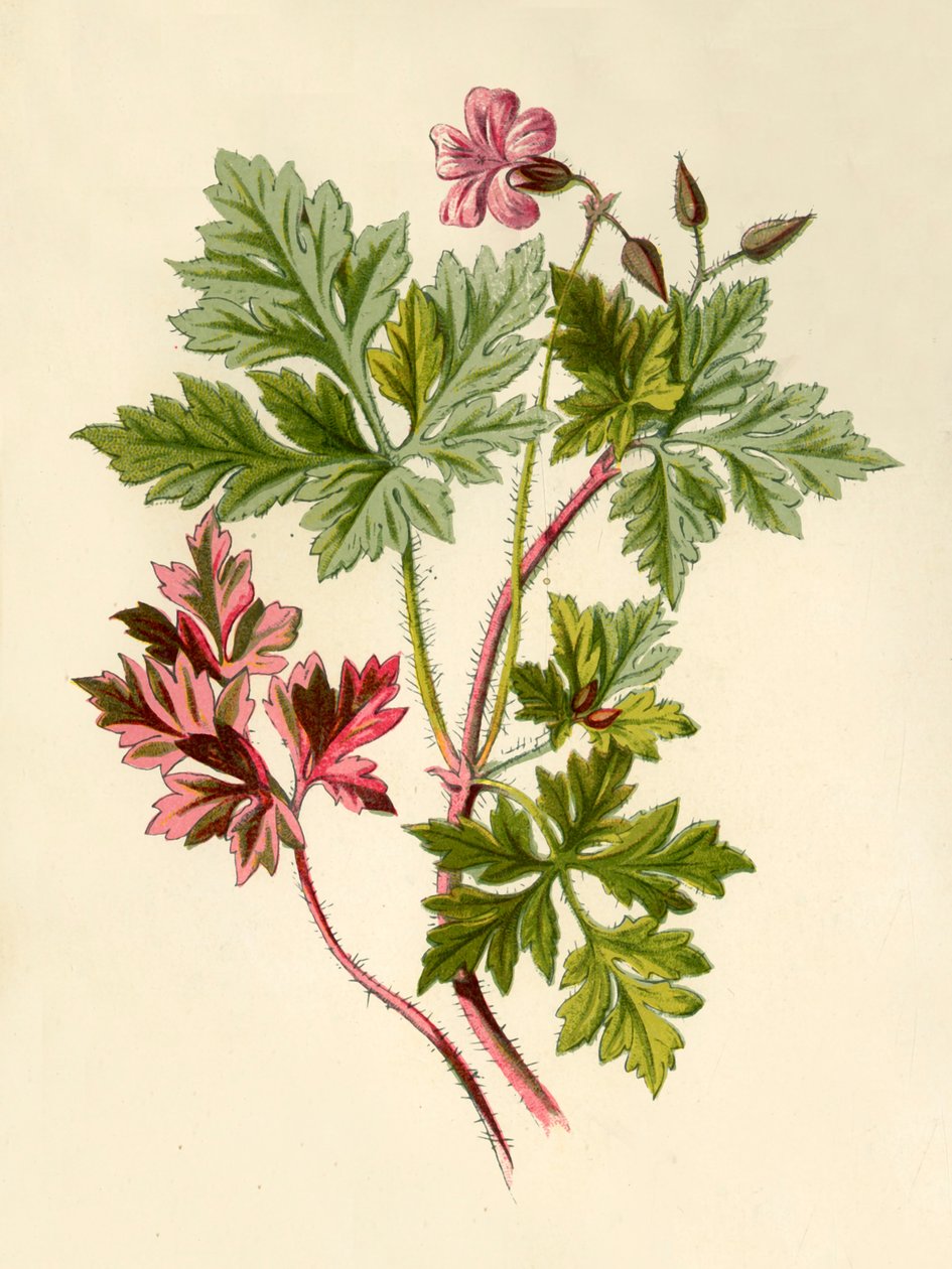 赫伯·罗伯特（Herb-Robert），1877年。 作者 弗雷德里克·爱德华·赫尔姆