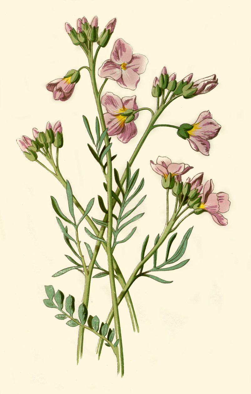 女士工作服，苦菜或杜鹃花，1877年。 作者 弗雷德里克·爱德华·赫尔姆