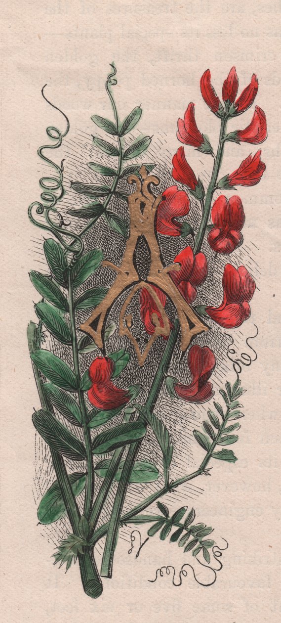 字母 A，首字下沉字母，水彩雕刻，10x5 厘米，作者 Frederick Edward Hulme（1841-1909 年），出自《熟悉的花园之花》，约 1880 年 作者 弗雷德里克·爱德华·赫尔姆