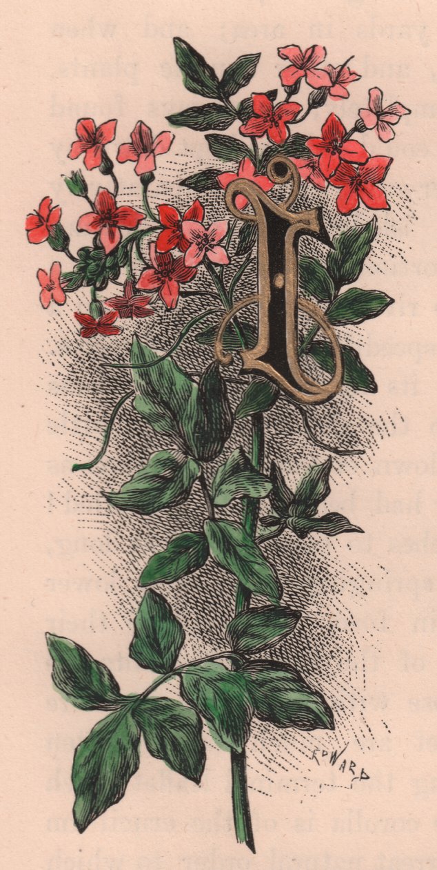 字母 I，落款字母，水彩雕刻，10x5 厘米，弗雷德里克-爱德华-赫尔姆（1841-1909 年）创作，选自《熟悉的花园之花》，约 1880 年 作者 弗雷德里克·爱德华·赫尔姆