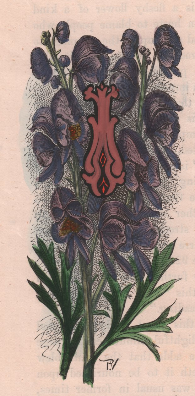 字母 I，首字下沉字母，水彩雕刻，厘米 10x5，作者 Frederick Edward Hulme（1841-1909 年），出自《熟悉的花园之花》，约 1880 年 作者 弗雷德里克·爱德华·赫尔姆