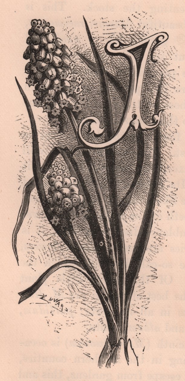 字母 J，首字下沉字母，雕刻，10x5 厘米，作者 Frederick Edward Hulme（1841-1909 年），出自《熟悉的花园之花》，约 1880 年 作者 弗雷德里克·爱德华·赫尔姆