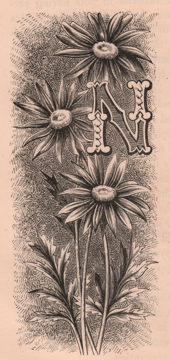 字母 N，落款字母，雕刻，10x5 厘米，弗雷德里克-爱德华-赫尔姆（1841-1909 年）创作，选自《熟悉的花园之花》，约 1880 年 作者 弗雷德里克·爱德华·赫尔姆