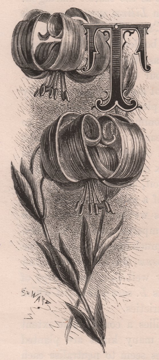 字母 T，落款字母，雕刻，10x5 厘米，弗雷德里克-爱德华-赫尔姆（1841-1909 年）创作，选自《熟悉的花园之花》，约 1880 年 作者 弗雷德里克·爱德华·赫尔姆