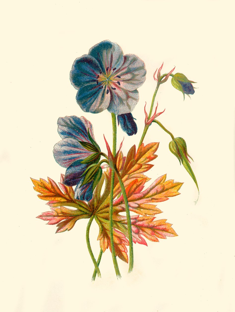 草甸鹤条例草案，1877年。 作者 弗雷德里克·爱德华·赫尔姆