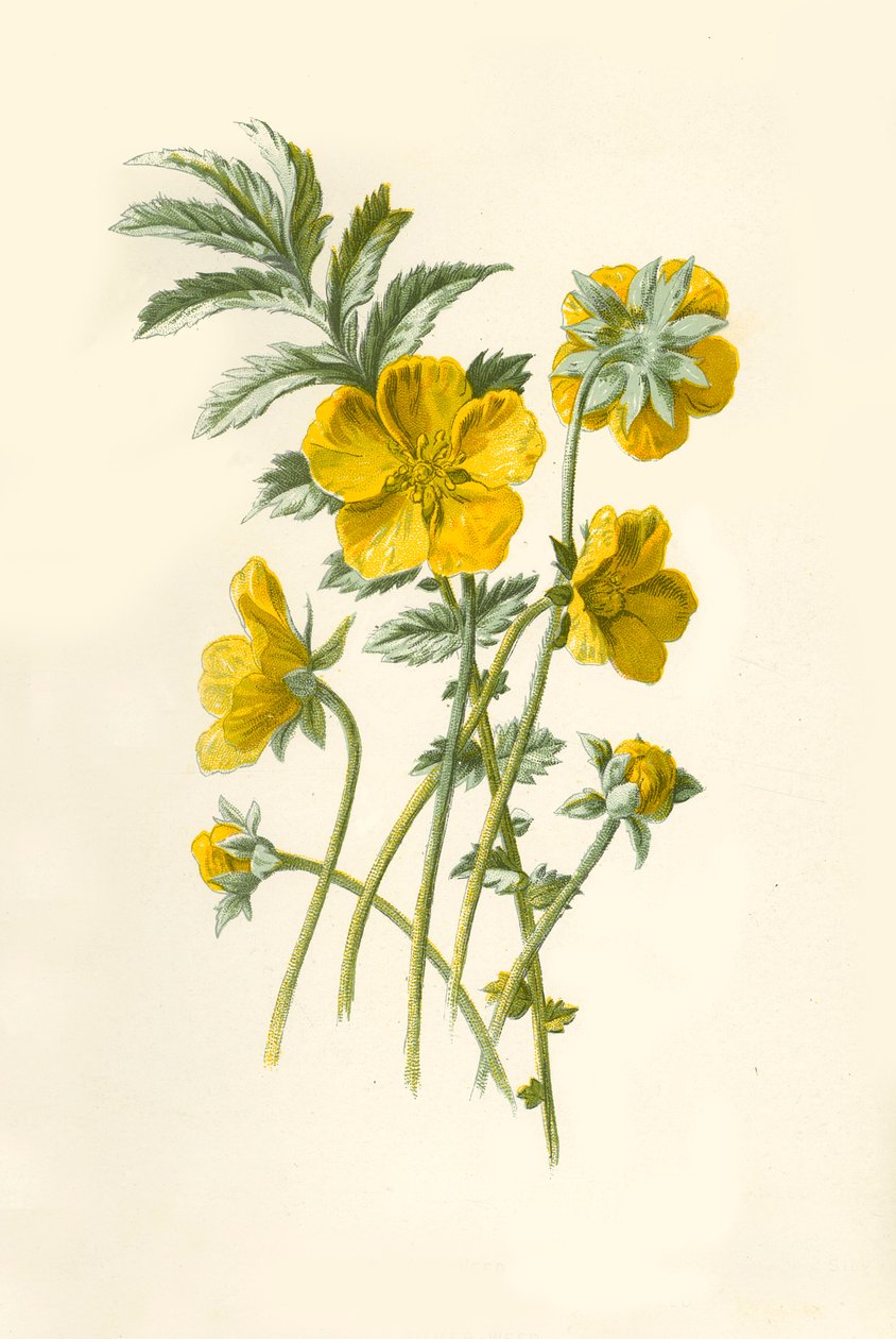 银草，1877年。 作者 弗雷德里克·爱德华·赫尔姆