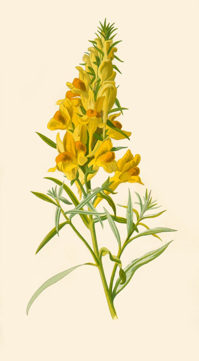 蟾蜍，1877年。 作者 弗雷德里克·爱德华·赫尔姆