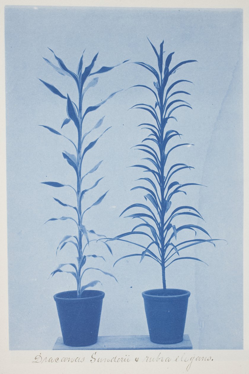 Draconas Sunderii et rubia elogans，19 世纪末至 20 世纪初（奶油色编织纸上的蓝印） 作者 弗雷德里克·库尔森（Frederick K.Coulson）