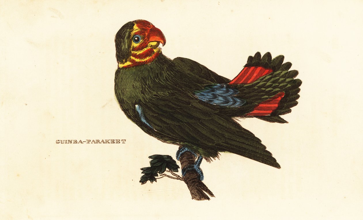 红头爱情鸟 Agapornis pullarius 作者 弗雷德里克·波多尔（Frederick Polydor）（之后）诺德（Nodder）