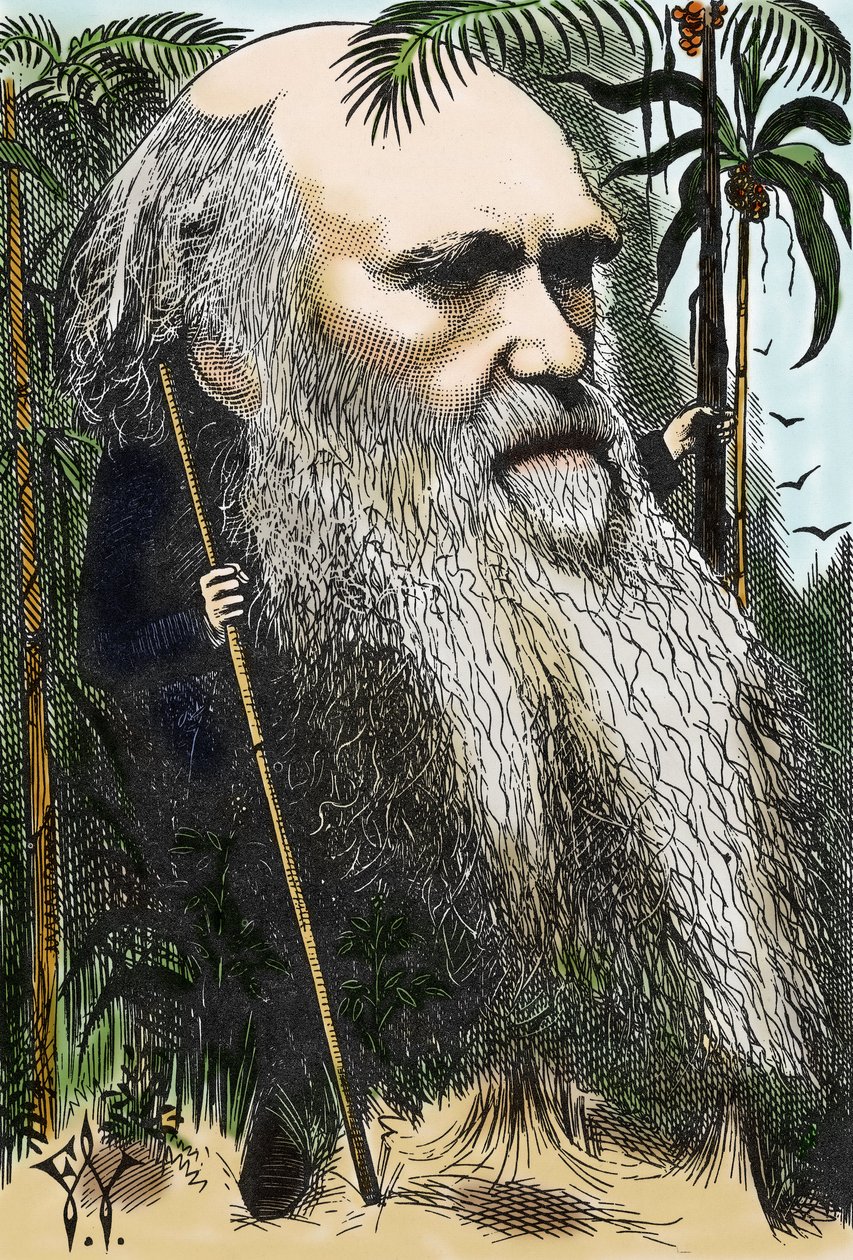 查尔斯·达尔文（Charles DARWIN，1809-1882）在 1873 年的“每周一次”中对 F. Waddy 的漫画。 作者 弗雷德里克·瓦迪（Frederick Waddy）