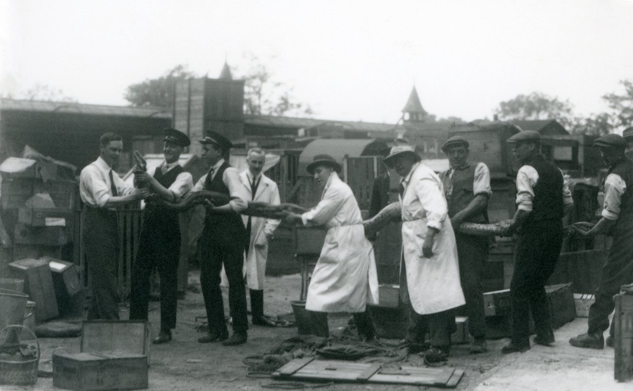 1925年6月由伦敦动物园的动物学会工作人员的11名成员携带20英尺长的Python 作者 弗雷德里克·威廉·邦德