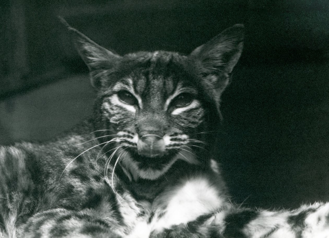 1925年6月，伦敦动物园的婴儿LynxBobcat舔嘴唇 作者 弗雷德里克·威廉·邦德