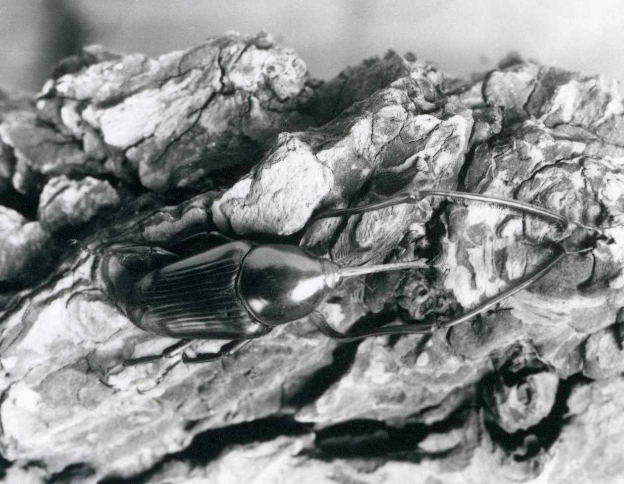 基于一块树皮，伦敦动物园的竹象鼻虫，1927年 作者 弗雷德里克·威廉·邦德