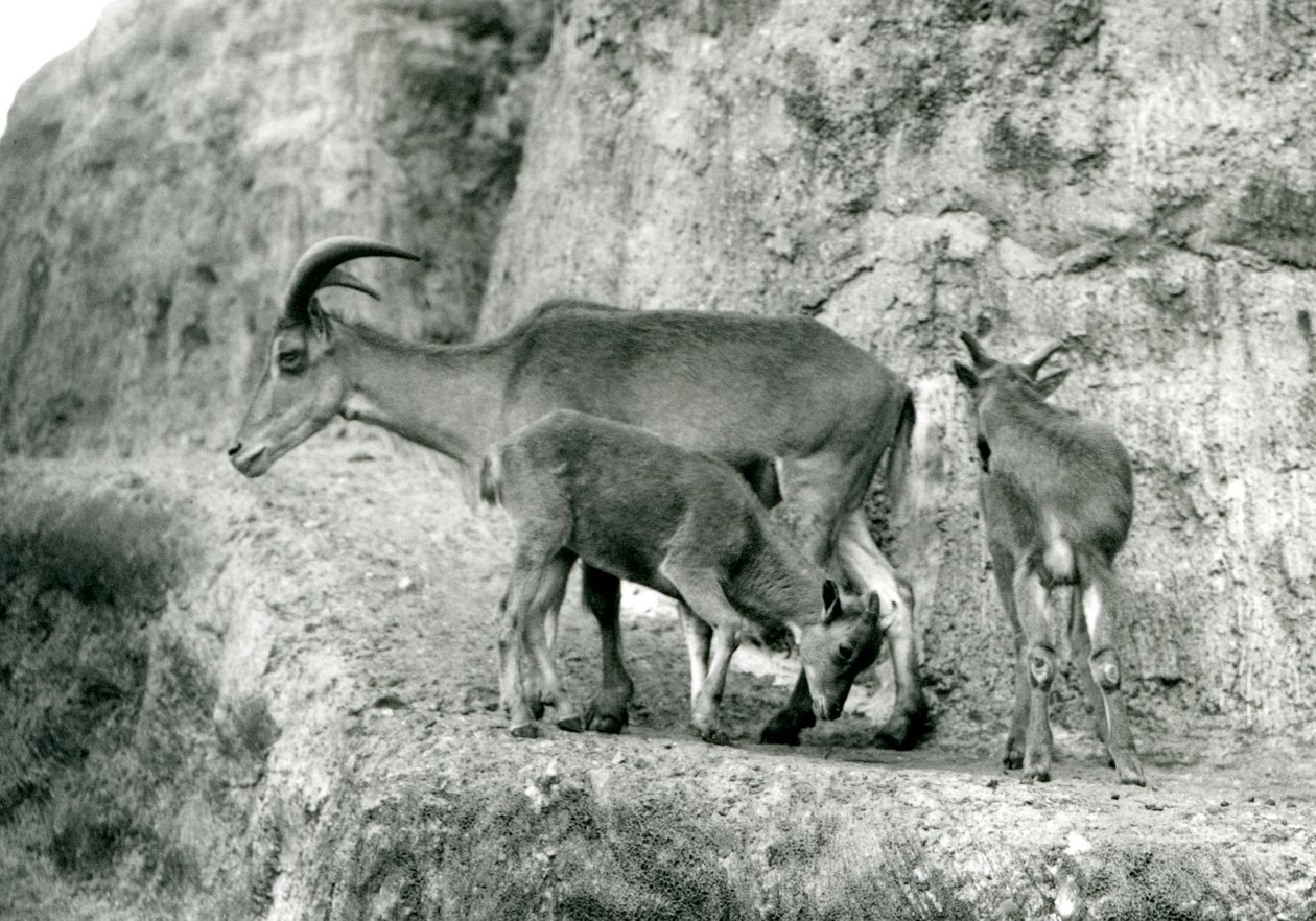 一只巴巴里羊/Aoudad/Waddan/Arrui/Arruis与她的两个孩子站在伦敦动物园的Mappin Terraces上，1927年8月（黑白照片）。 作者 弗雷德里克·威廉·邦德