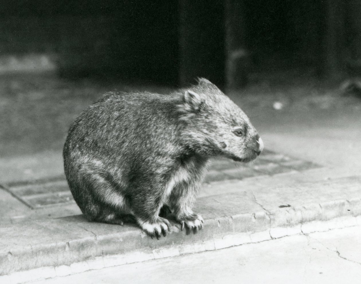 A Bare-nosed/Common/Coarse Haired Wombat sitting on the ground at London Zoo in 1929 (b/w photo) 作者 弗雷德里克·威廉·邦德