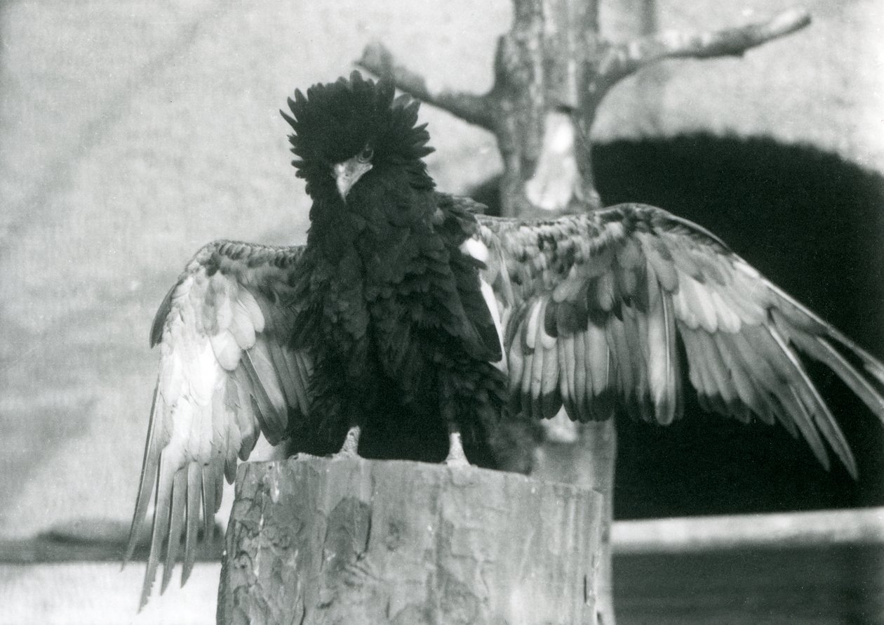 1925年，Bateleur Eagle站在一个树桩上展开它的翅膀，伦敦动物园 作者 弗雷德里克·威廉·邦德