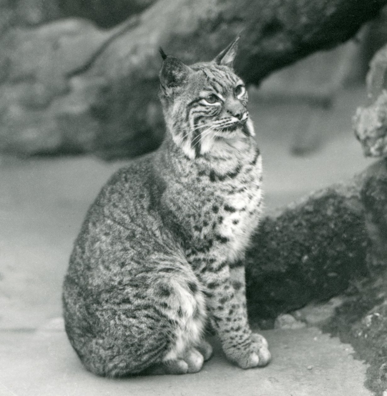 1927年3月，一只海湾山猫或山猫坐在伦敦动物园 作者 弗雷德里克·威廉·邦德