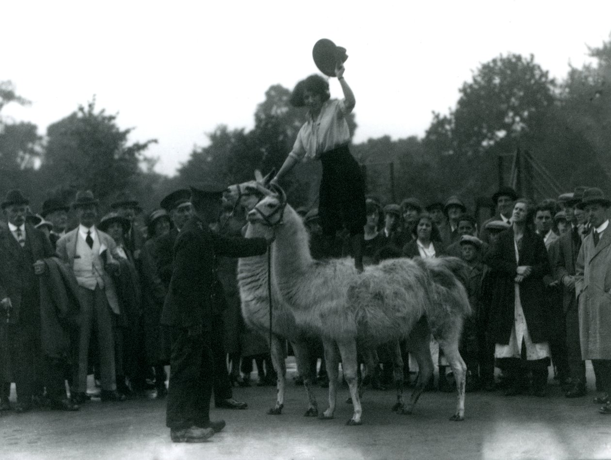 1924年，一位女牛仔在访问伦敦动物园时横跨两只骆驼 作者 弗雷德里克·威廉·邦德