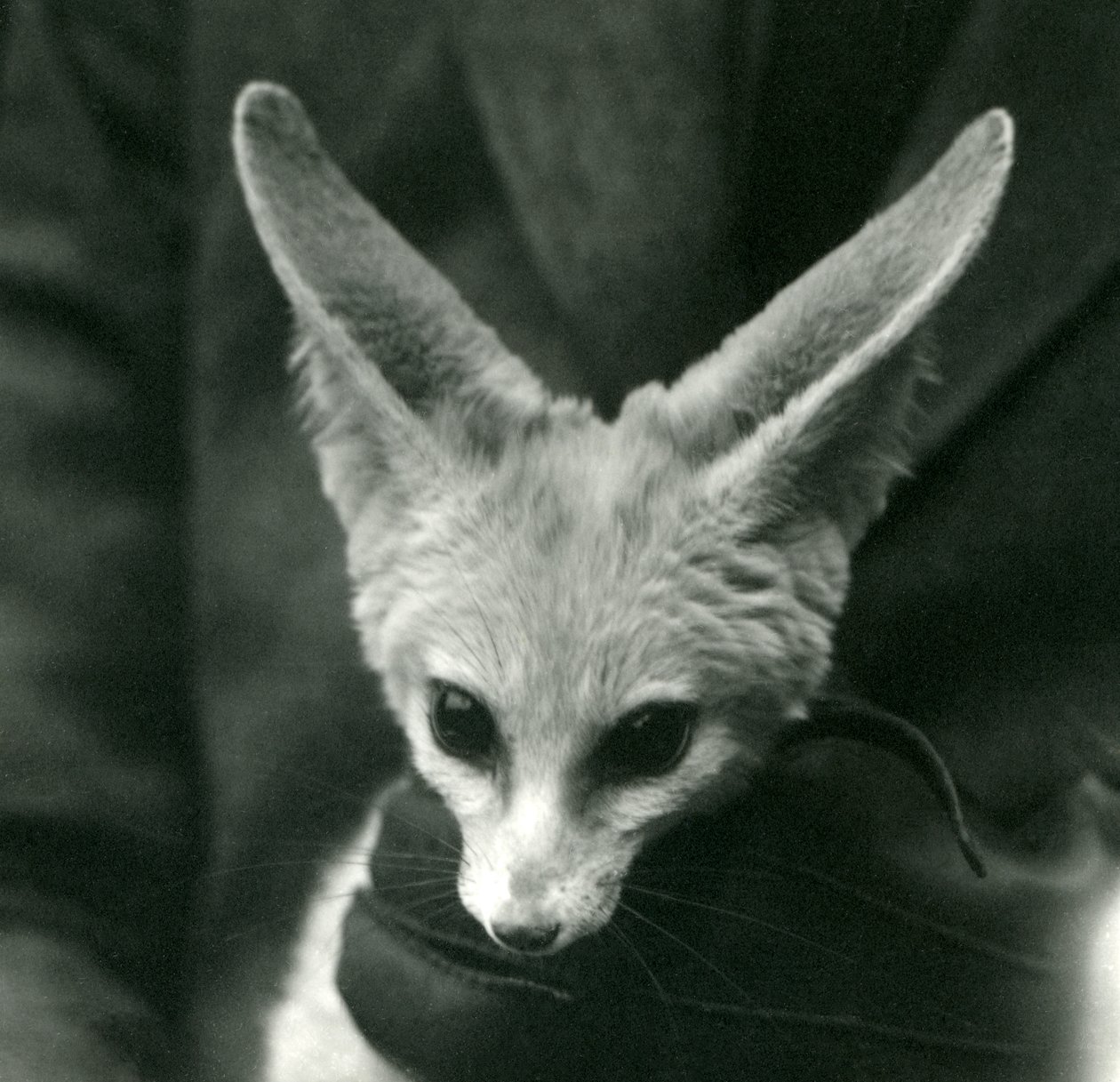 1924年，戴着手套的守护者围着脖子举行了Fennec Fox 作者 弗雷德里克·威廉·邦德