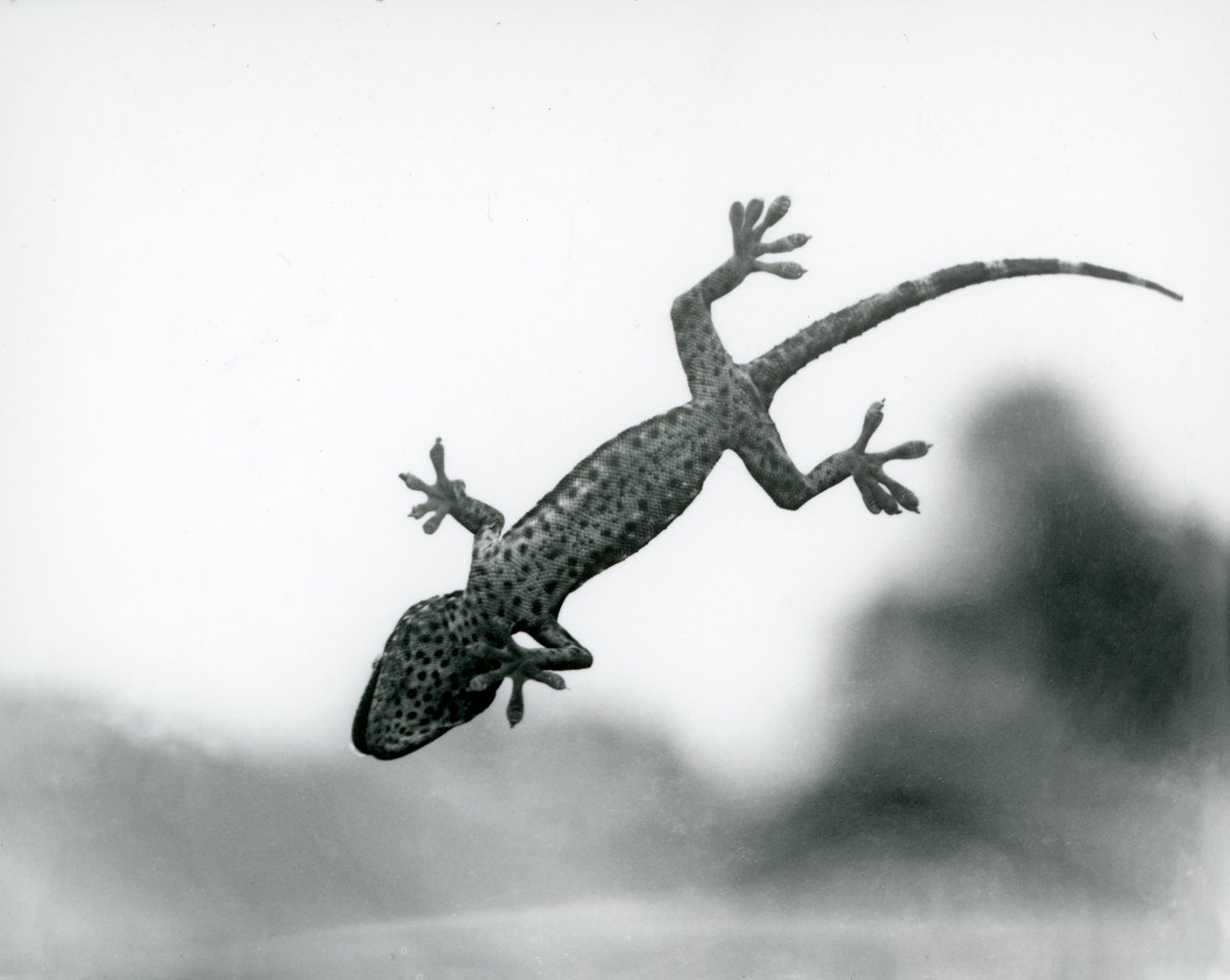 A Gecko seen from below as it climbs on glass, showing its specialized foot pads, London Zoo, August 1928 (b/w photo) 作者 弗雷德里克·威廉·邦德