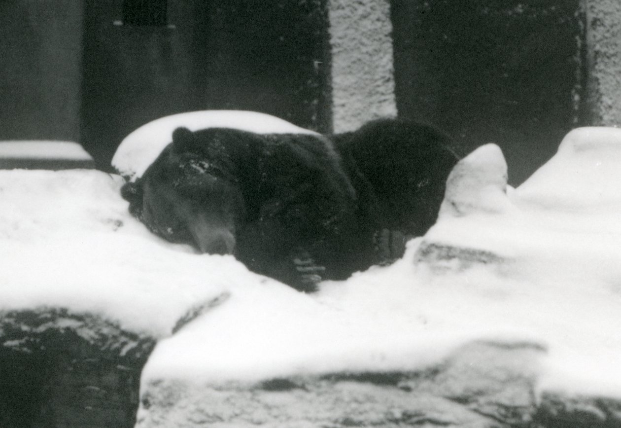 一只灰熊睡在雪地里，伦敦动物园，1924年 作者 弗雷德里克·威廉·邦德