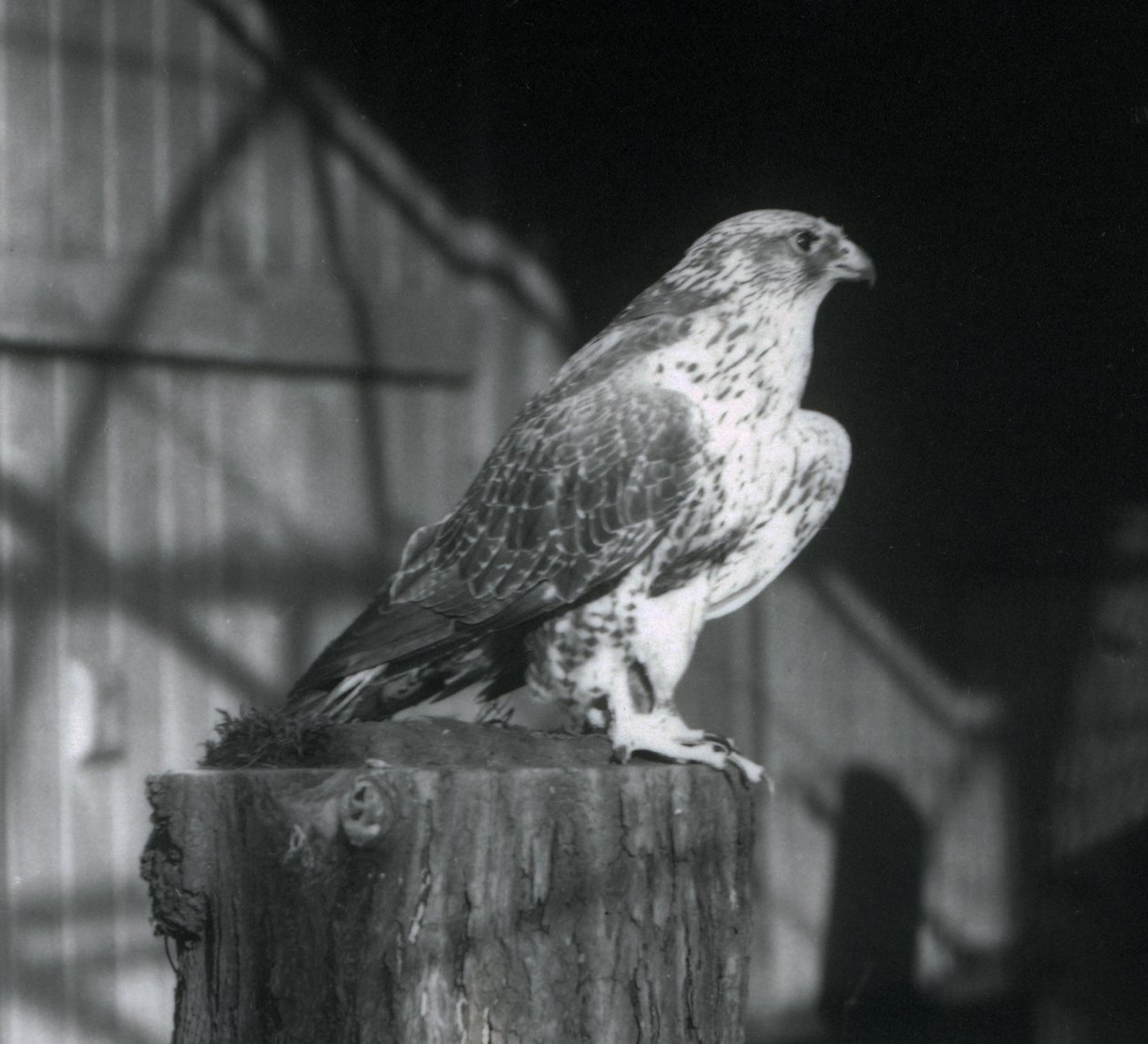 基于日志的Gyrfalcon，伦敦动物园，1925年12月 作者 弗雷德里克·威廉·邦德