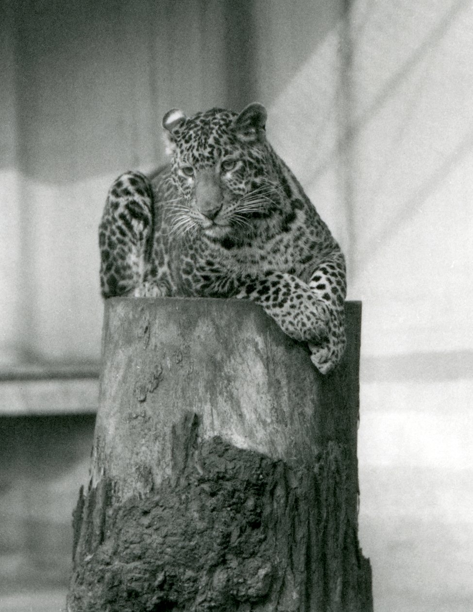 A Leopard lying on the top of a tree stump, London Zoo 作者 弗雷德里克·威廉·邦德