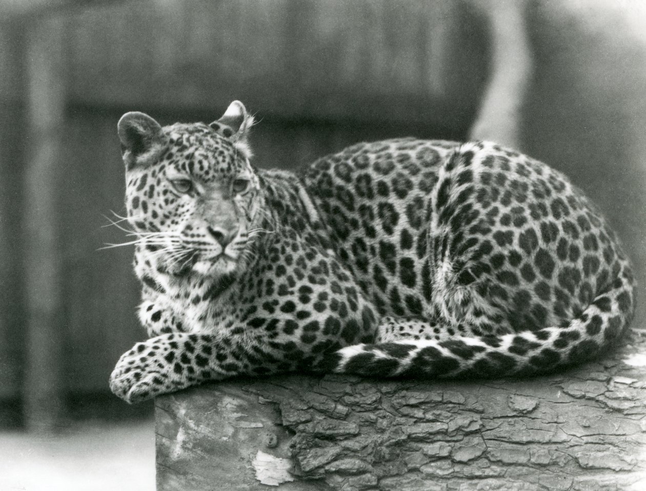 A Leopard resting on a log at London Zoo in 1929 (b/w photo) 作者 弗雷德里克·威廉·邦德