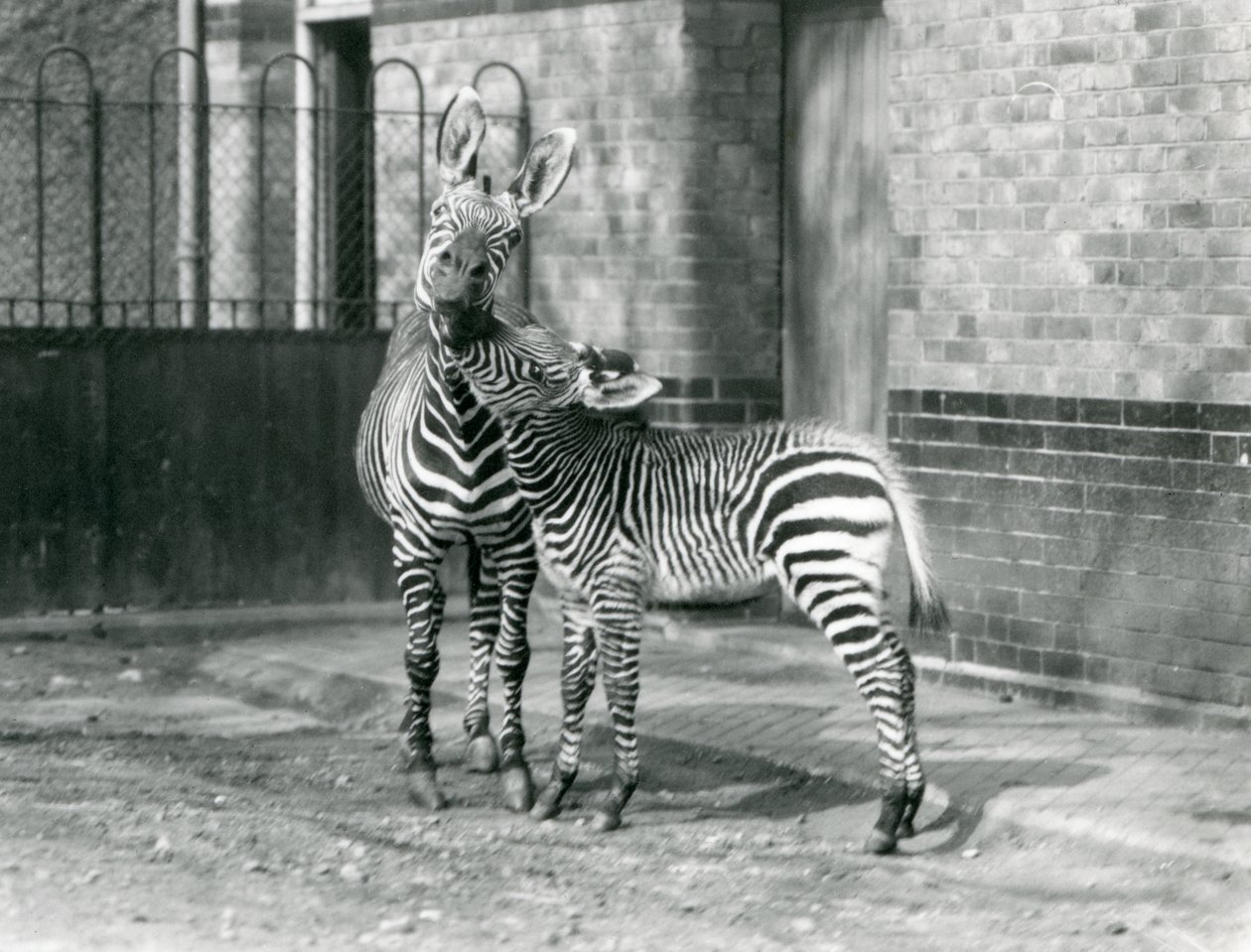 A Mountain Zebra and her foal at London Zoo in 1929 (b/w photo) 作者 弗雷德里克·威廉·邦德