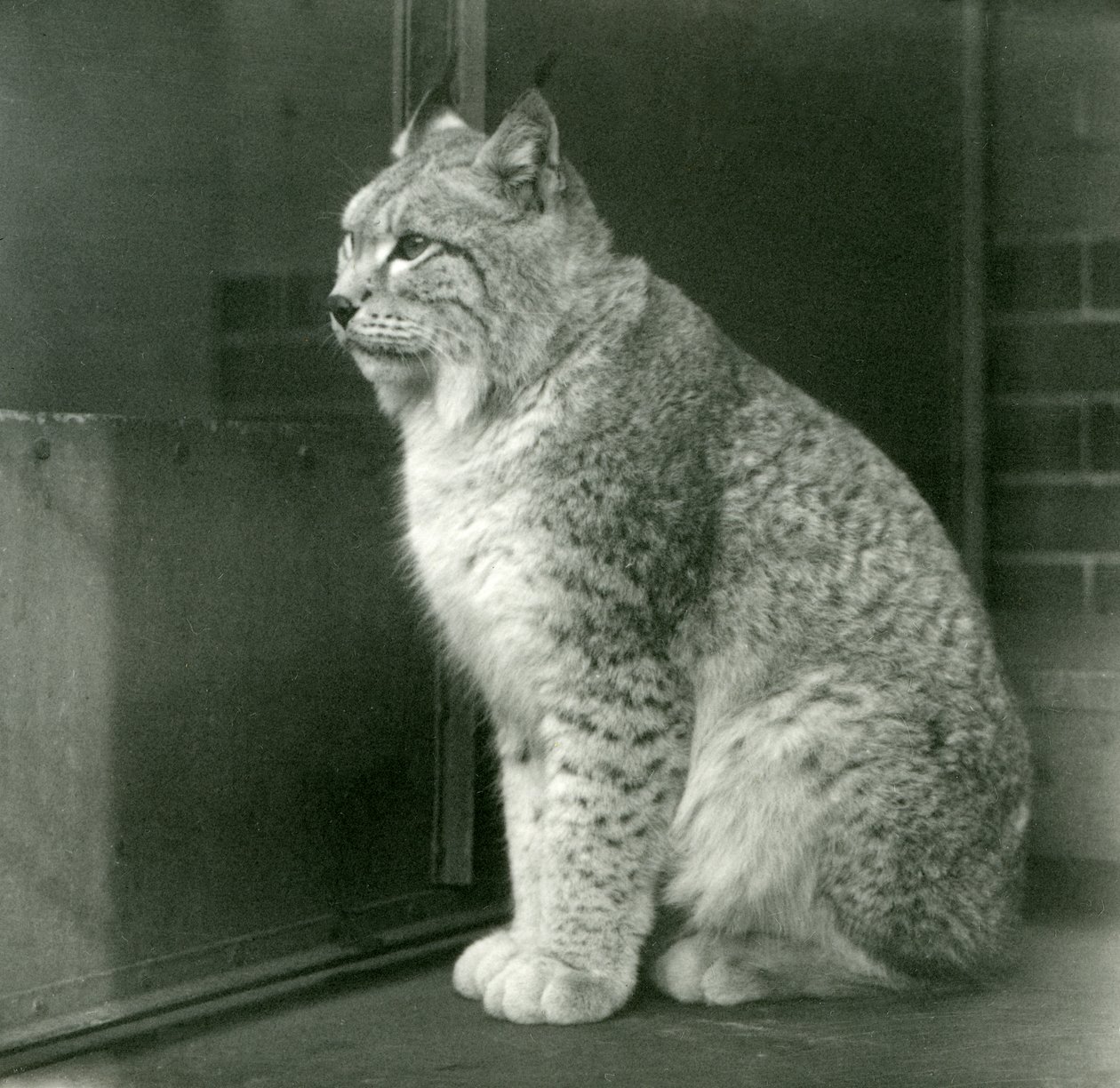 北方山猫，伦敦动物园，1925年2月 作者 弗雷德里克·威廉·邦德