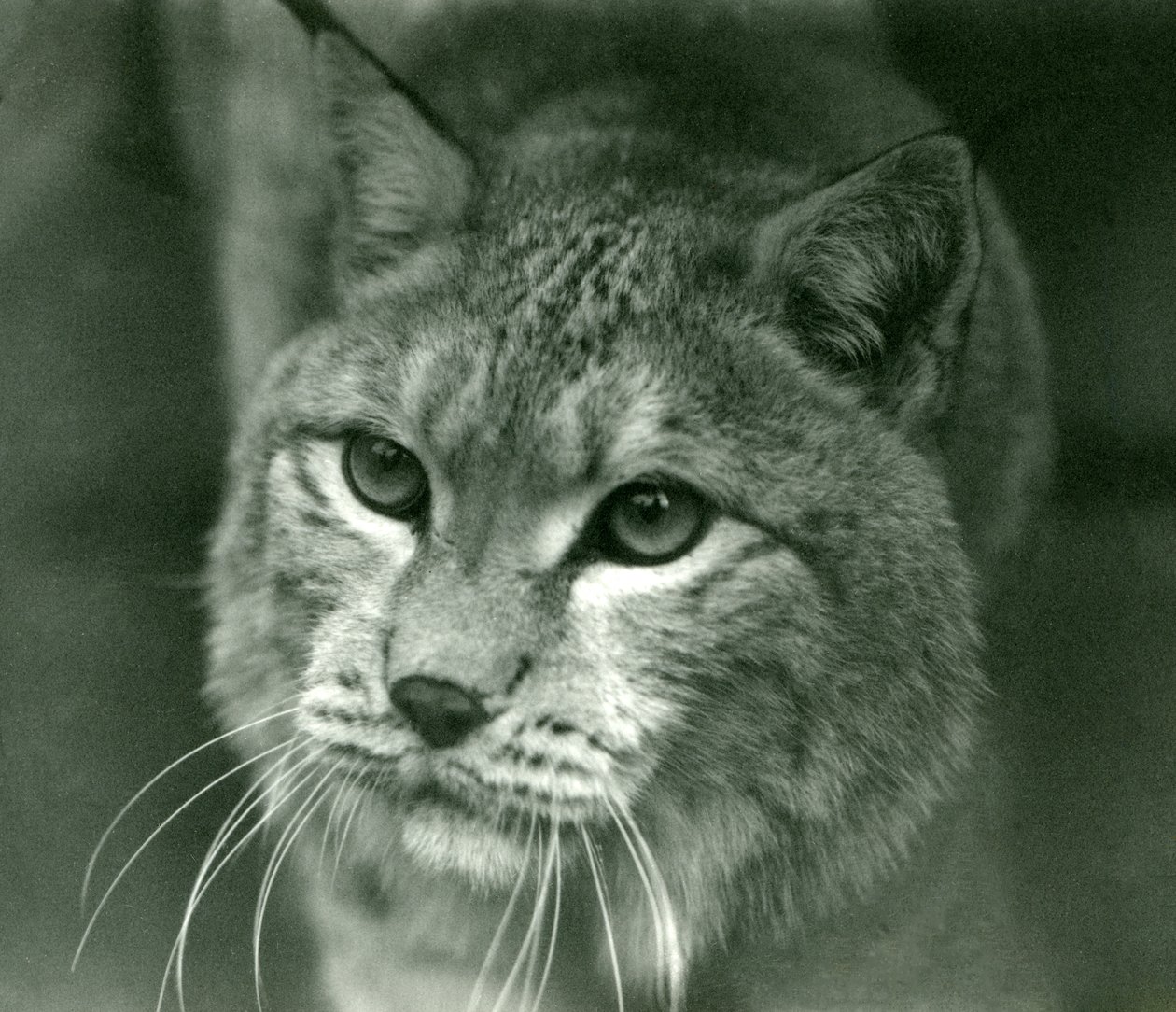 北方山猫，伦敦动物园，1925年2月 作者 弗雷德里克·威廉·邦德