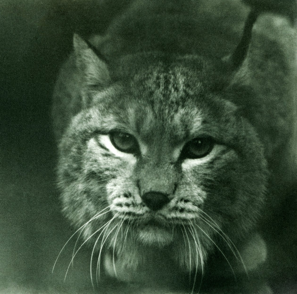 北方山猫，伦敦动物园，1925年2月 作者 弗雷德里克·威廉·邦德