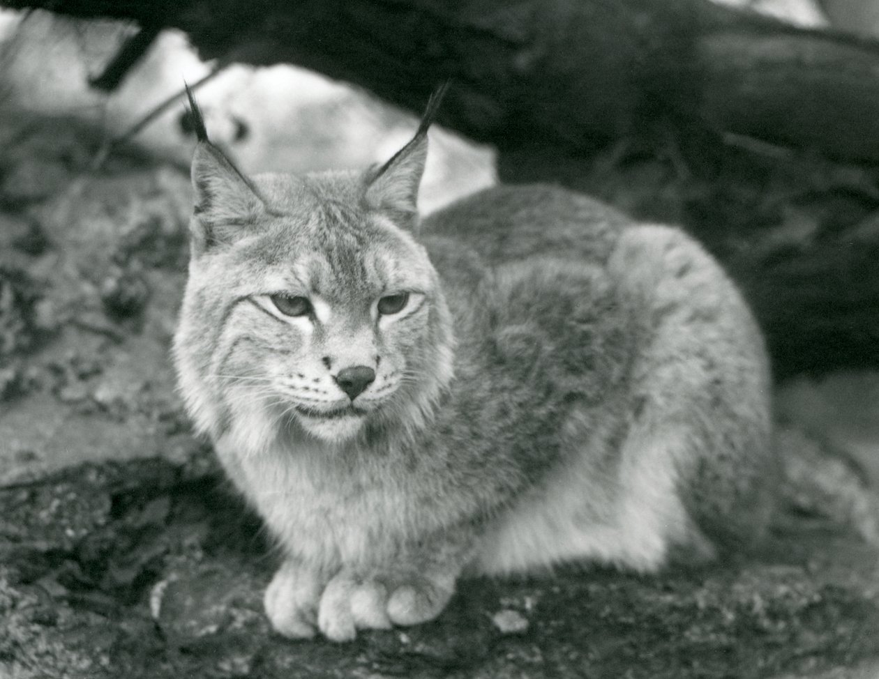 北方天猫座坐在岩石上，伦敦动物园，1925年10月 作者 弗雷德里克·威廉·邦德